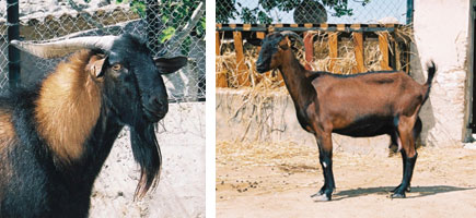 Cabra mallorquina - Caracter&iacute;sticas m&aacute;s destacadas