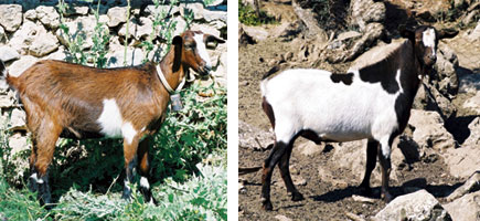 Cabra piti&uuml;sa - Caracter&iacute;sticas m&aacute;s destacadas