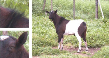 Cabra piti&uuml;sa - Galer&iacute;a - Imagen 01