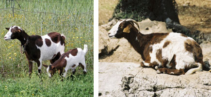 Cabra piti&uuml;sa - Or&iacute;genes