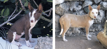 Can de conejos de Menorca - Or&iacute;genes