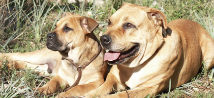 Can de toro - Car&agrave;cters generals