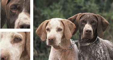 Ca m&egrave; mallorqu&iacute; - Galer&iacute;a - Imagen 01