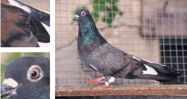 Palomo de Escampadissa - Galer&iacute;a - Imagen 01