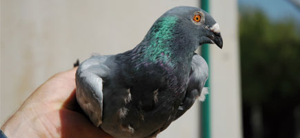 Palomo Nas de Xot - Datos generales