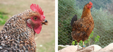 Gallina de Ibiza - Or&iacute;genes