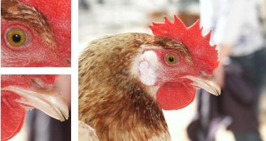 Gallina de Mallorca - Galer&iacute;a - Imagen 01