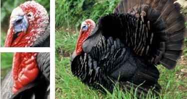 Pavo mallorqu&iacute;n - Galer&iacute;a - Imagen 01