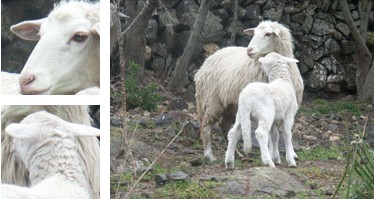 Oveja menorquina - Galer&iacute;a - Imatge 01