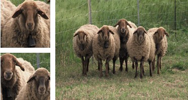 Oveja roja mallorquina - Galer&iacute;a - Imagen 01