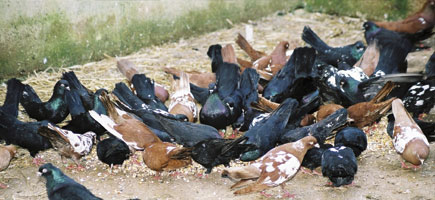 Palomo de Pinta o de Esbart - Datos generales