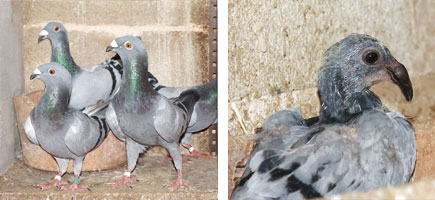 Palomo Nas de Xot - Or&iacute;genes