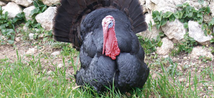 Pavo mallorqu&iacute;n - Dades generals