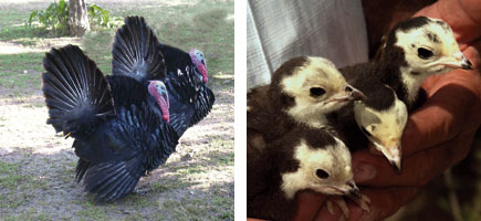 Pavo mallorqu&iacute;n - Or&iacute;genes