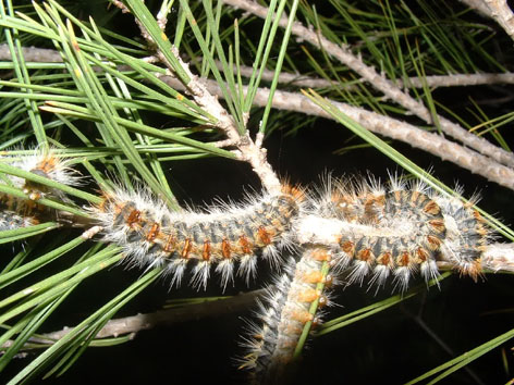 Procession&agrave;ria del pi - Erugues alimentant-se de fulles de pi.