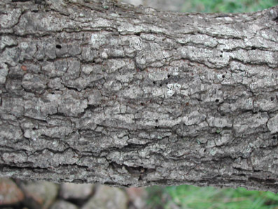 Perforadors del pi - Perforacions produ&iuml;des per antigues sortides dels adults.