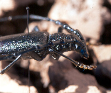 Banyarriquer de l'alzina - Detalls del cap i el t&ograve;rax.