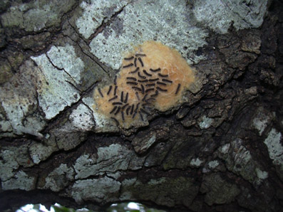 Eruga peluda de l'alzina - Erugues recent nascudes i sortides del capoll sed&oacute;s (fase mirall).