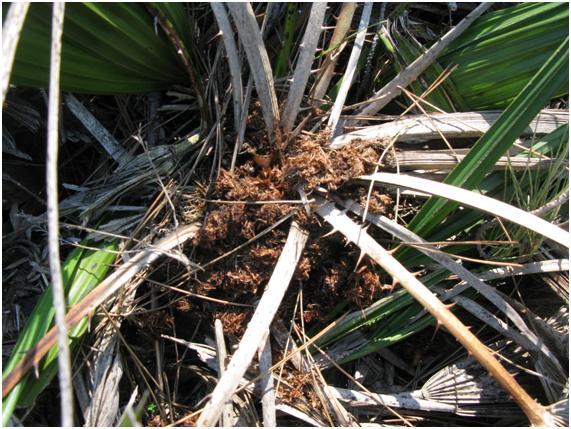 Danys al tronc (serrad&iacute;s).