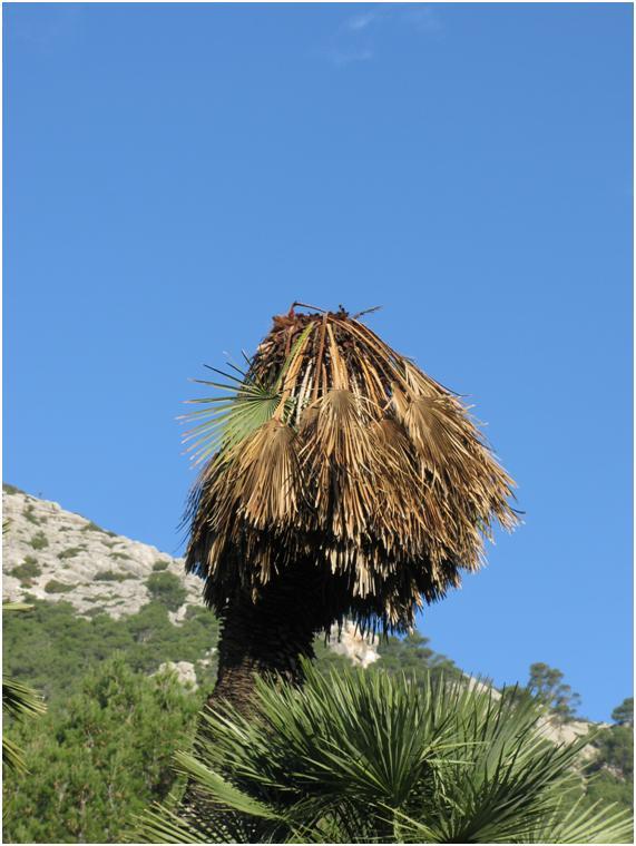 Garball&oacute; mort.