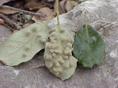 Altres plagues forestals - S&iacute;mptomes t&iacute;pics: agalles en forma de bolletes o bultets al revers de les fulles.