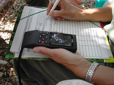 La procession&agrave;ria del pi - Detecci&oacute; i identificaci&oacute; de ratapinyades, excel&middot;lents controladors d'adults de procession&agrave;ria.