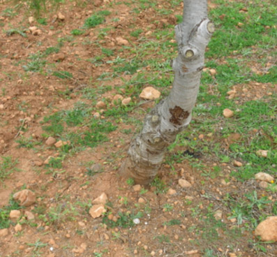 Danys bi&ograve;tics - Tronc pelat per conill.