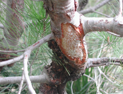 Danys bi&ograve;tics - Tronc danyat per una cabra.