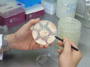 Malalties forestals - A&iuml;llament de fongs