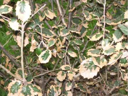 Danys abi&ograve;tics - Fulles d'alzina seques pel vent.