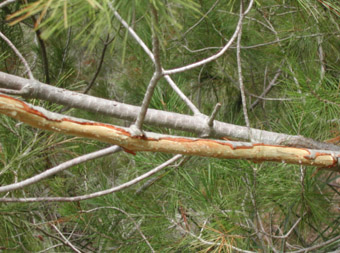 Danys bi&ograve;tics - Branca pelada per una cabra.