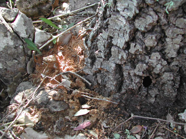 Banyarriquer de l'alzina - Serrad&iacute;s que indica la sortida dels adults.