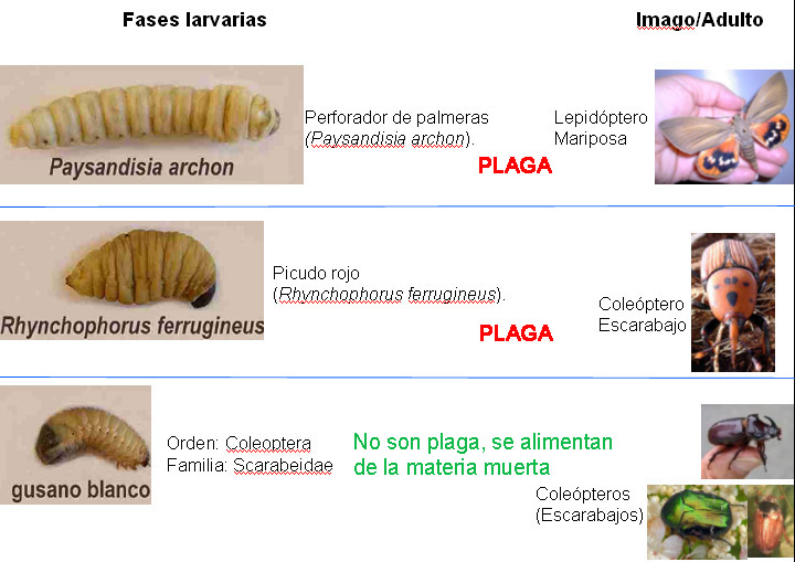Becut vermell de les palmeres - Comparaci&oacute; de les larves que viuen a les palm&agrave;cies.