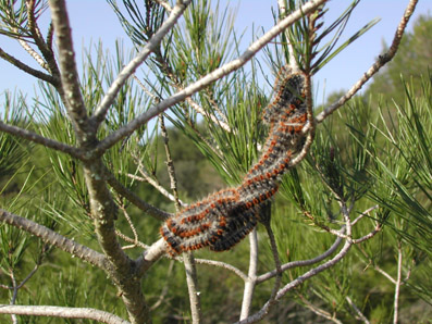 Procesionaria del pino - Orugas sobre ramas de pino.