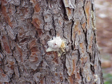 Perforadores del pino - Detalle de la entrada reciente de un adulto. Fijaros en la forma de "volc&aacute;n de resina".
