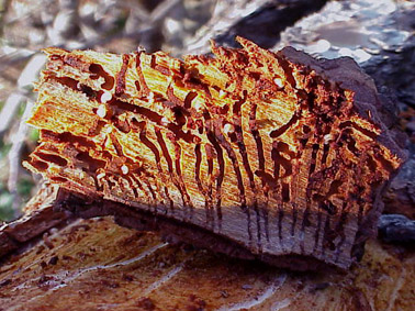 Perforadores del pino - Larvas construyendo galer&iacute;as.