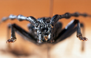 Gran capricornio - Detalle de las mand&iacute;bulas.