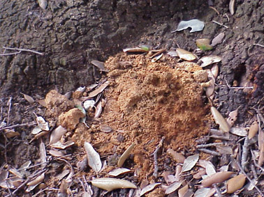 Gran capricornio - Al emerger del tronco, los adultos producen serr&iacute;n.