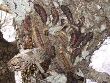 Oruga peluda de la encina - Orugas y cris&aacute;lidas.