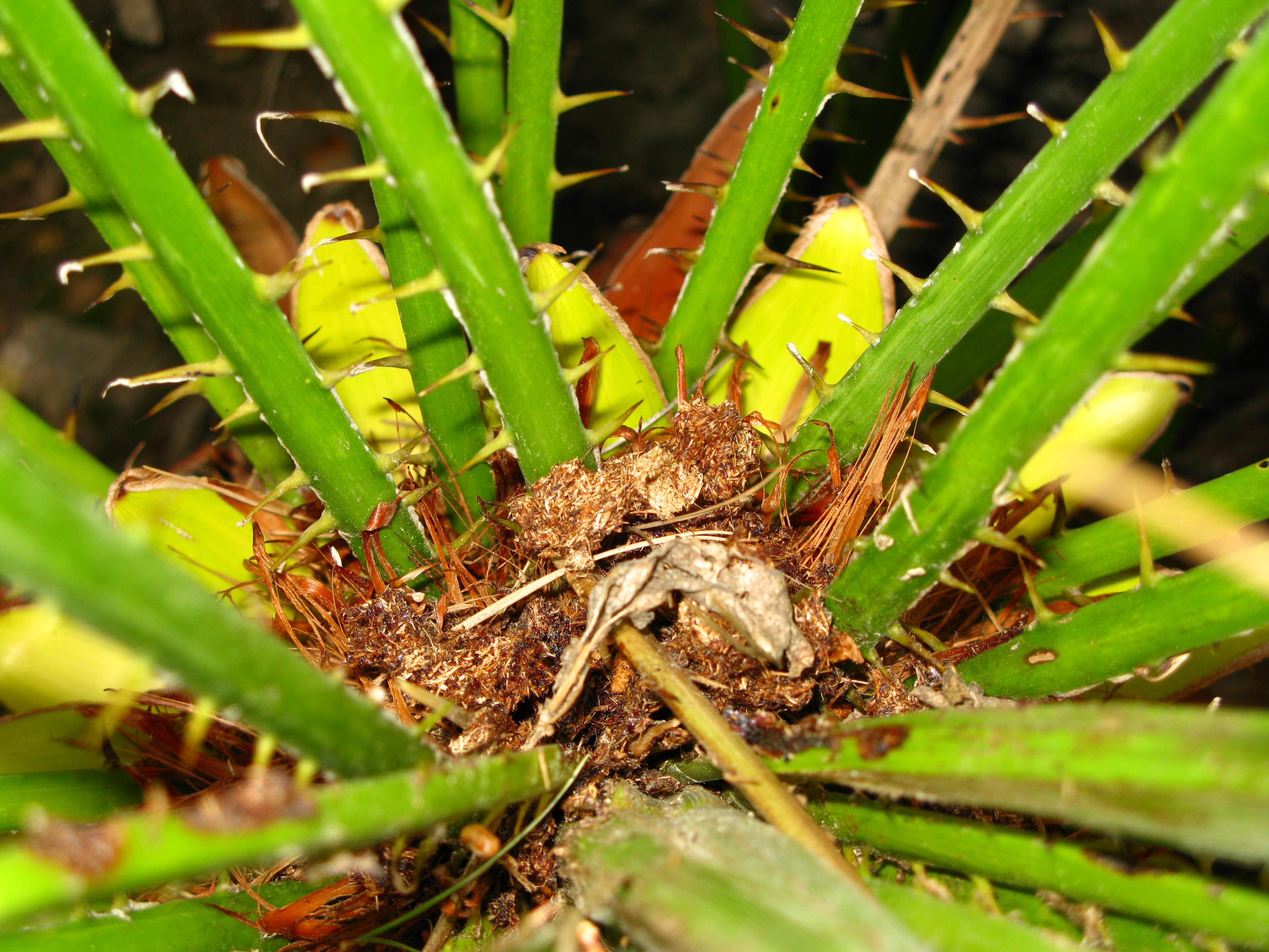 Da&ntilde;os en el tronco (serr&iacute;n).