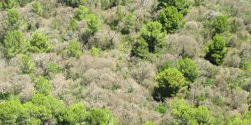 Encinas defoliades