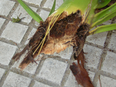 Picudo rojo de las palmeras - Hoja de palmera con la base mordida.