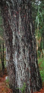 Foto: Estaci&oacute;n fitopatoloxica do Areeiro