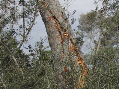  Da&ntilde;os abi&oacute;ticos - Descuaje por viento sobre un pino.