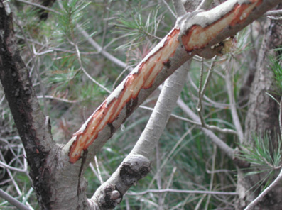 Da&ntilde;os bi&oacute;ticos - Da&ntilde;os ocasionados por una cabra.