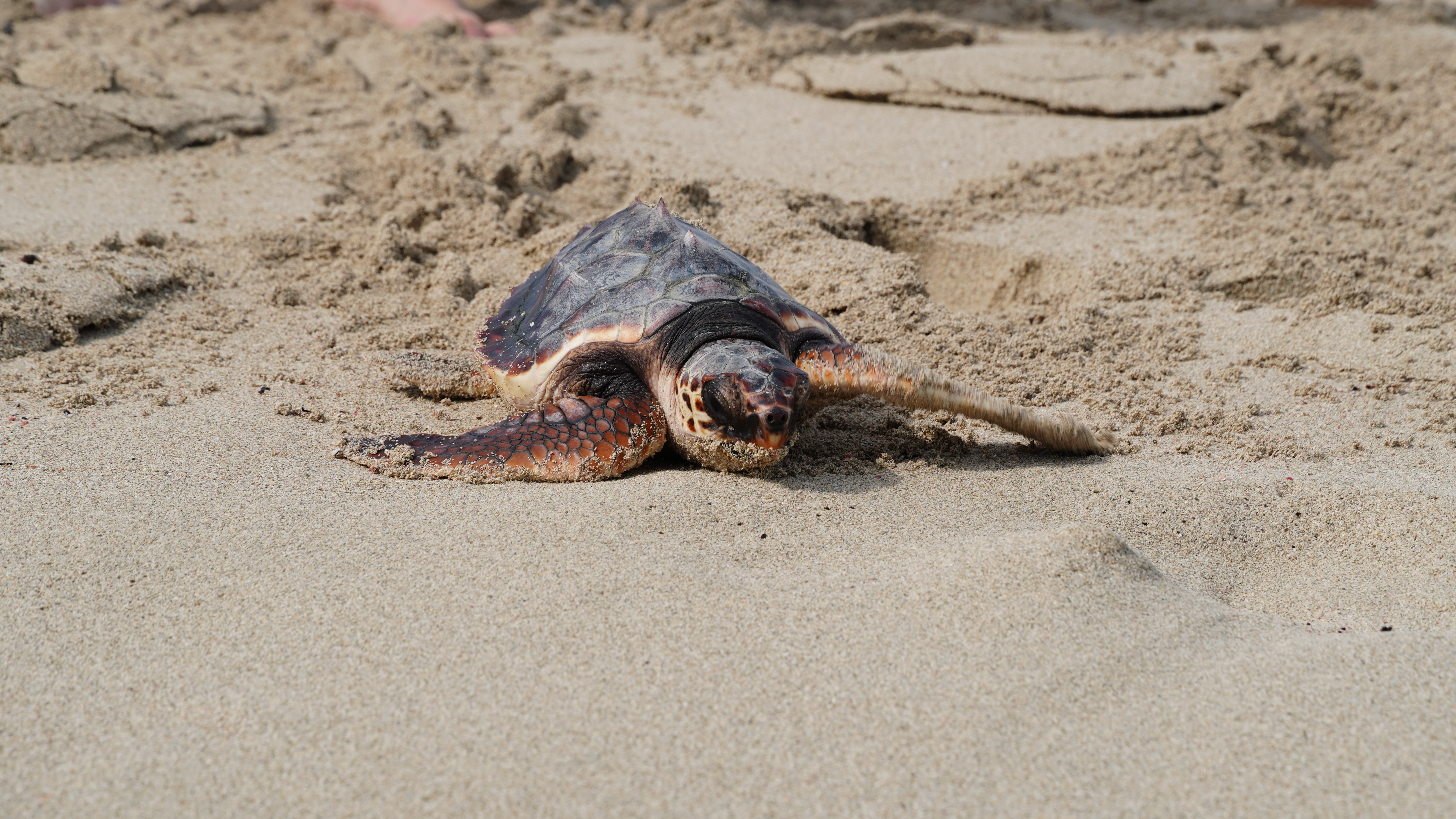 Alliberament d'una tortuga marina nascuda a Eivissa.