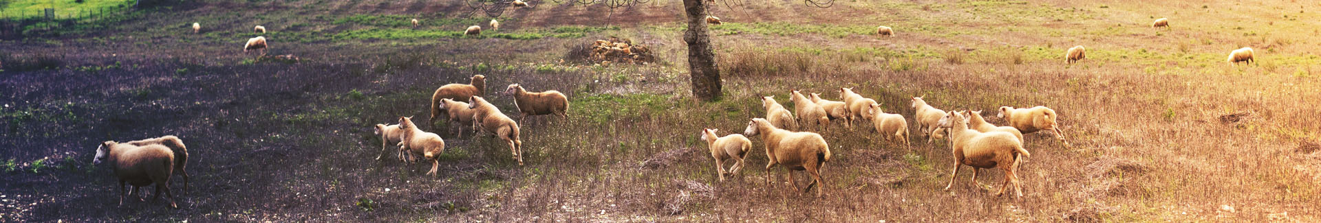 Agricultura i ramaderia