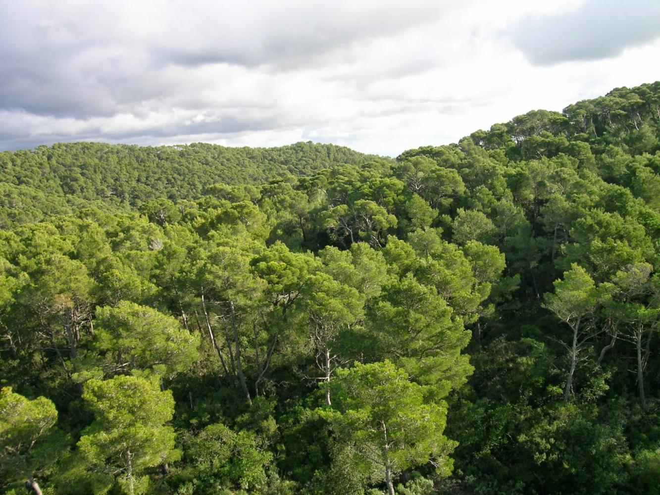 Setmana Forestal Mundial